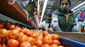 Türkiye Narenciye İhracatında 2025 Başarı Hikayesi ve Mandalinadaki Rekor Seviyeler