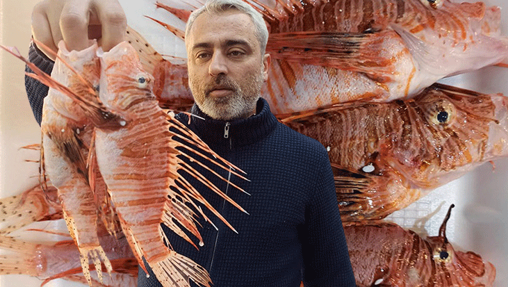 Aslan Balığı: Zehri Dikenlerinde, Lezzeti Yorumu ve Tüketim Kuralları