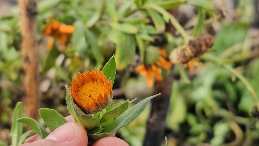 Bitlis’te Şubatta Karlar Arasında Açan Calendula Çiçekleri: Bahar Haberleriyle Dolu Bir Manzara