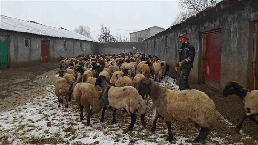 Kırsalda Hayvancılık Destekleriyle Üretim ve Kayıt Artışı: 2024 Sonuçları ve İl Gündemi