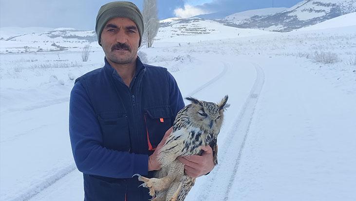 Kuzeydoğu Anadolu’da Yaralı Puhu: DKMP Yetkilileri Müdahalesi ve Yaşam Mücadelesi