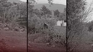 Milas Zeytinliklerinde Kesilme İddiası: İstifa ve Soruşturmalar Gün Yüzüne Çıkıyor