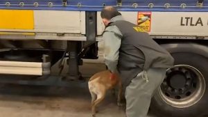 Uluslararası Uyuşturucu Ticaretine Karşı Sıkı Koordineli Operasyon ve 240 Kilogram Skunk Ele Geçirildi