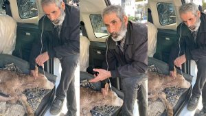 Yanıkkaya’dan 50 Kilometre Uzaklıkta Kurtarılan Buhar Gibi Umut: Buzağıya Serumla Umut Işığı