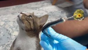 Kedi Hastalığında Tomografi Sıradışı Bir Keşif: Endoskopiyle Geriye Dönüştü