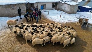Koyun ve Koyunculukta Büyük Başarı: Köyümde Yaşamak İçin Bir Sürü Nedenim Var Projesiyle Destek Büyüyor