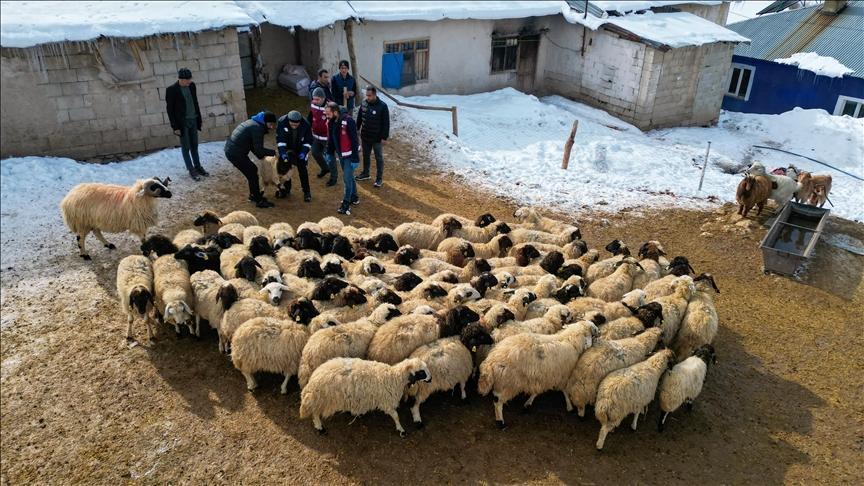 Koyun ve Koyunculukta Büyük Başarı: Köyümde Yaşamak İçin Bir Sürü Nedenim Var Projesiyle Destek Büyüyor