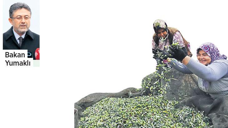 Kuraklığa Dayanıklı Zeytin Çeşitleri ve İklim Uyum Haritası