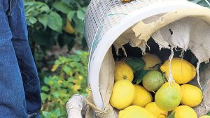 Limonda Dikey Geri Bildirim: İthalat Vergileri ve Enflasyon Karşısında Üretici Hissi