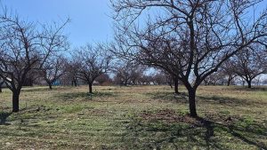 Malatya’da Yaşanan Zirai Don ve Don Olgusu Sonrası Kayısı Çiftçisi İçin Destekler ve Eylem Planı