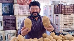 Manisa Sarıgöl Pazarında Dev Patatesler Şaşkınlık Yaratıyor