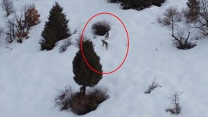 Refahiye Kırkbulak’ta Görülen Yaban Hayatı: Vaşak Ailesinin Drone ile Kaydı