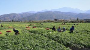 Tarımsal İşletme İş Gücü Ücret Yapısı: 2025 Güncellemesi ve Bölgesel Dağılım