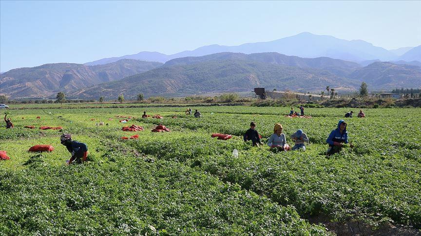 Tarımsal İşletme İş Gücü Ücret Yapısı: 2025 Güncellemesi ve Bölgesel Dağılım