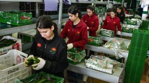 Türkiye Yükselen Yaş Sebze ve Meyve İhracatında Rusya Rotasını Güçlendiriyor