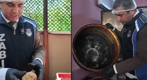 Hatay’da Zabıta Denetiminde Mutfakta Çürüme ve Hijyen Sorunu: Patatesler ve Kullanılmayan Tencereler Gündeme Geldi