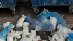 Çöpe Bırakılan Ölü Kediler Olayında Veteriner Hekim Tutuklandı