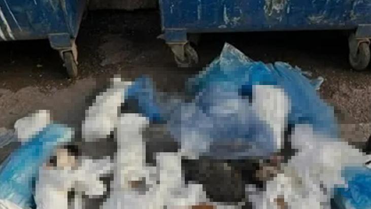 Çöpe Bırakılan Ölü Kediler Olayında Veteriner Hekim Tutuklandı