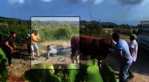 Kurban Yolculuğu: Niğde’de Kurbana Özel Anlar ve Tepkiler