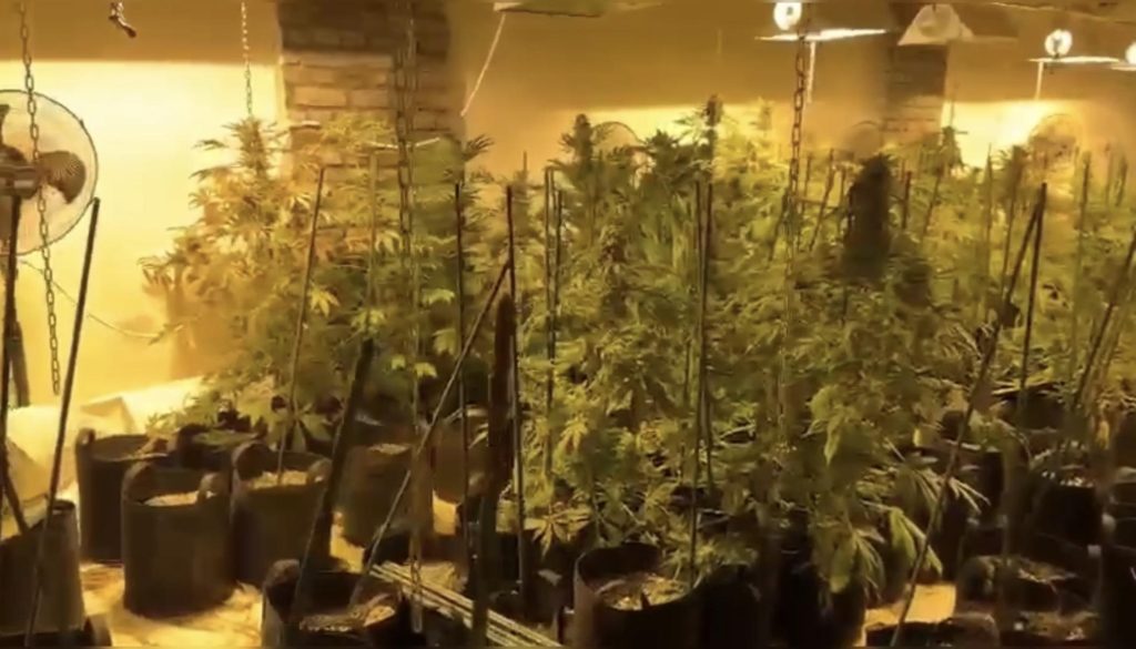 Kağıthane’de Uyuşturucu Serası Operasyonu: 81 Köknokini ve 42,3 Kilo Marijuana Ele Geçirildi