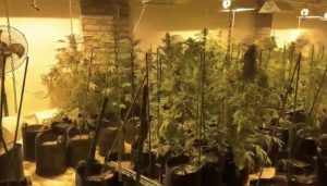 Kağıthane’de Uyuşturucu Serası Operasyonu: 81 Köknokini ve 42,3 Kilo Marijuana Ele Geçirildi
