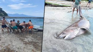Kuşadası Kıyılarında 3,85 Metre Uzunluğunda Dişi Boz Camgöz Köpekbalığı İncelendi