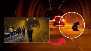 Tünelde Ayı Olayı: Ekipler Yaralı Hayvana Müdahale Etti Ve Trafik Kontrolünü Sağladı