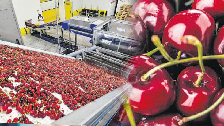 Türk Kirazı Çin Pazarında Yükselişe Hazırlanırken Sürdürülebilirlik ve Kontrol Protokolleri Öne Çıkıyor