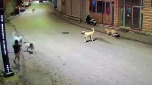 Çocuk Köpek Saldırısından Kaçış Anı: Güvenlik Kameralarına Yansıyan Bireysel Müdahale