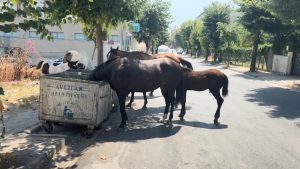 İstanbulluların Endişesi: Yılkı Atlarının Şehrin Sokaklarında Artan Tehlikesi
