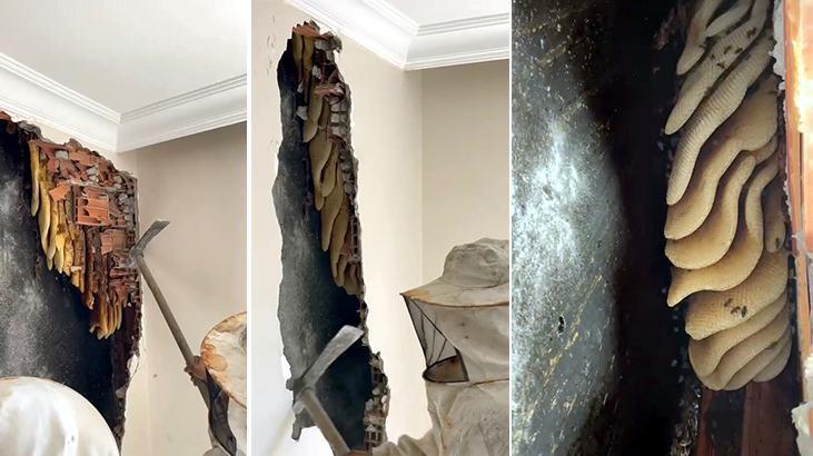 Avcılardaki Ev Duvarında Arı Kovanı: Bal ve Koloni Kurtarma Hikayesi