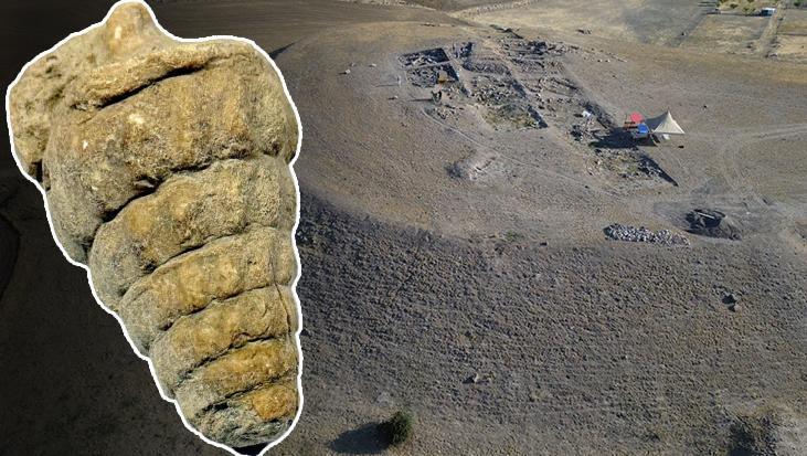 Külhöyük’te Tetis Denizi’nden Gelen Gastropoda Fosili: 66 milyon yıllık İzler