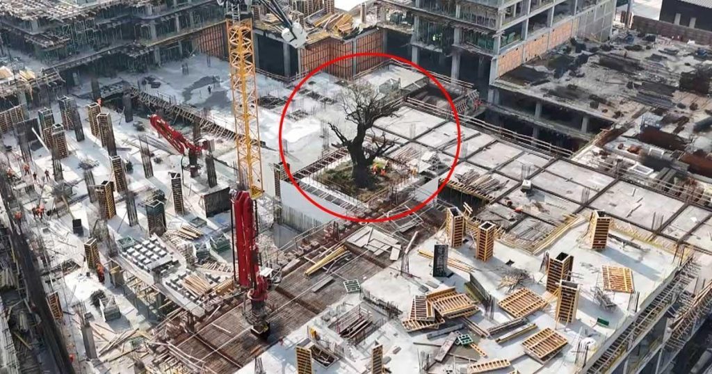 İstanbul’un Tarih ve Doğal Mirası: Taşkızak Tersanesi’nde Yüzyıllık Ağaç ve Şantiye İçindeki Belirsizlik