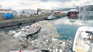 Palamut Bolluğu ve Kota Tartışması: Balıkçılar, Limanlar ve Şehirler